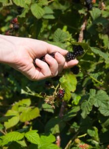 The Peaceable Kingdom: Picking Fruit, Vegetables and Herbs Image